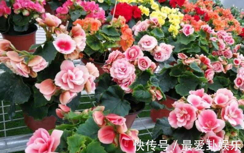 知识|秋天养花,牢记3个重要知识点,养啥花都能轻松爆盆,新手须知