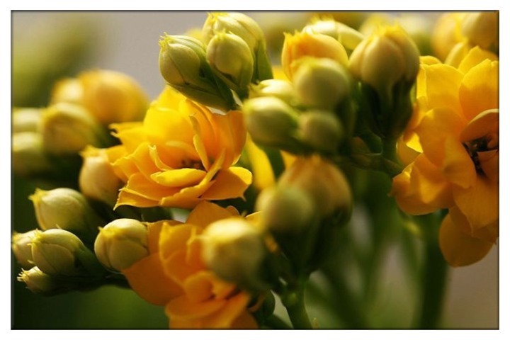 养长寿花，注意这一招，花开娇又艳，爆盆不是梦