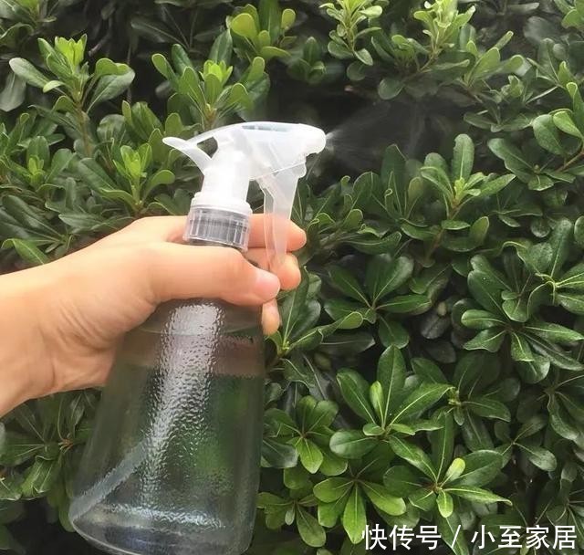 精神|天冷养花,浇水注意做好这“四不”,叶绿根壮、越养越精神!