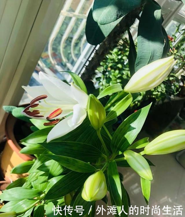 几个“洋葱球”,埋在花盆里,长出8朵百合花,开完花还能吃