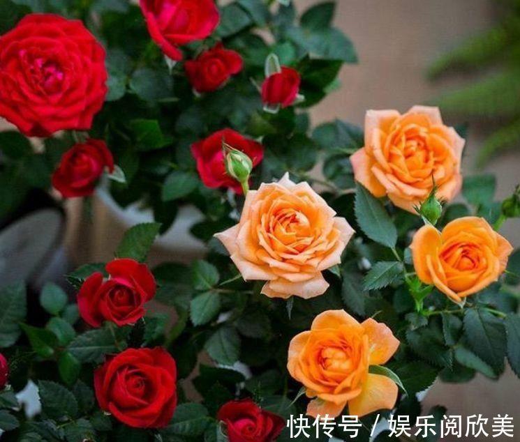 米兰花米兰花|家里就养4种花，耐旱又耐晒，花开就爆盆，一年四季都赏花