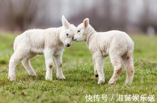 终生宿命|致属羊人的终生宿命，下半辈子该依靠谁家有属羊的人进来看看