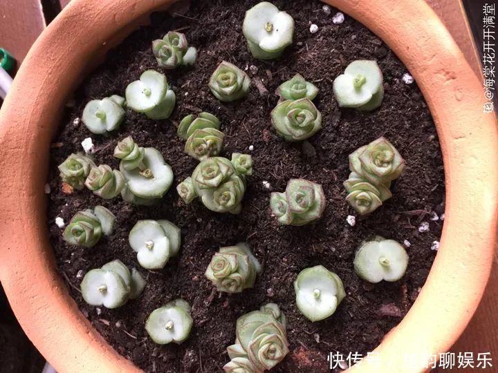 生石花|6种多肉太难养,赶紧留个种,省得每年都要重新买!