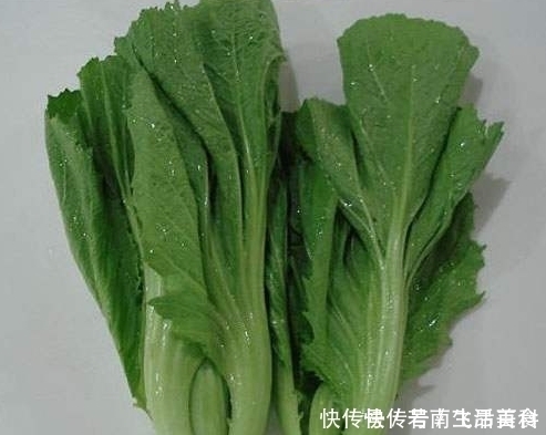 【草丁图书馆】解毒消肿、明目通便的芥菜,菜农种植前需全面了解的几个重要事项