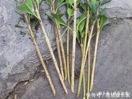 枝条|春末夏初特适合植物扦插繁殖,剪下来的枝条快速生根的方法