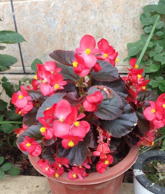 养四季海棠，可水插也可土插，2周长根，3个月长一大盆，不停开花