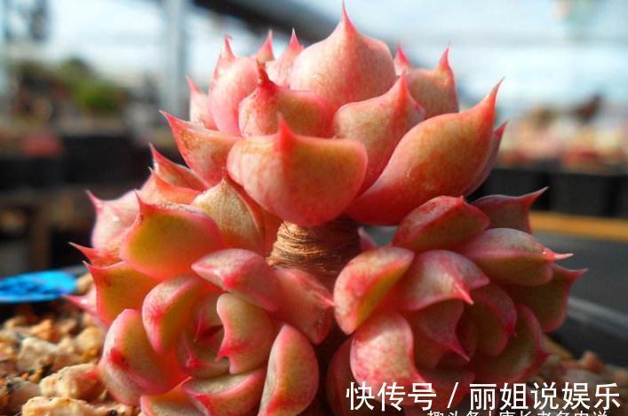 优点|多肉苯巴和蒂比都不易上色,但换盆的时候我决定淘汰蒂比而留苯巴