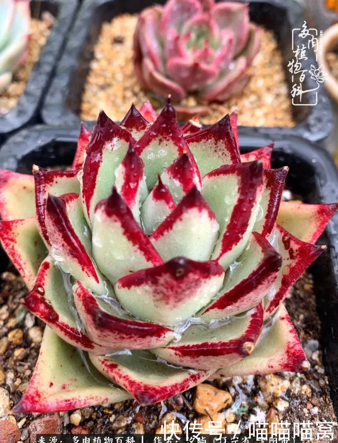 美杜莎|偶然相遇多肉,却成为心中挚爱!