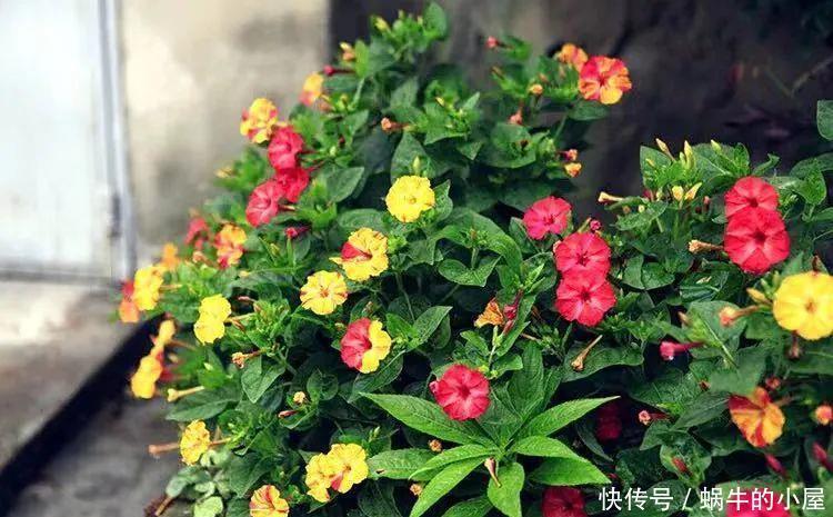 名字土掉渣、开花却很漂亮的8种花,你家养过几种?