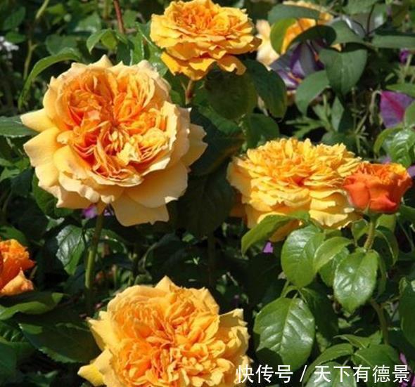 叶片|月季养不活？教你避开种死月季的五个陷阱，不走弯路做月季大神