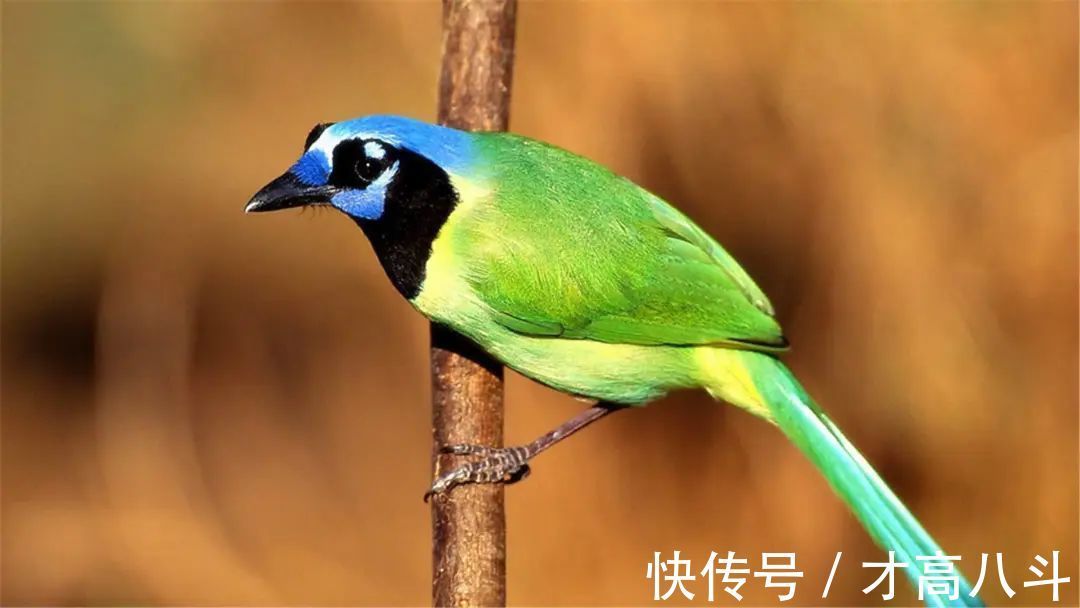 词选#10首杜鹃诗词:一叫一回肠一断