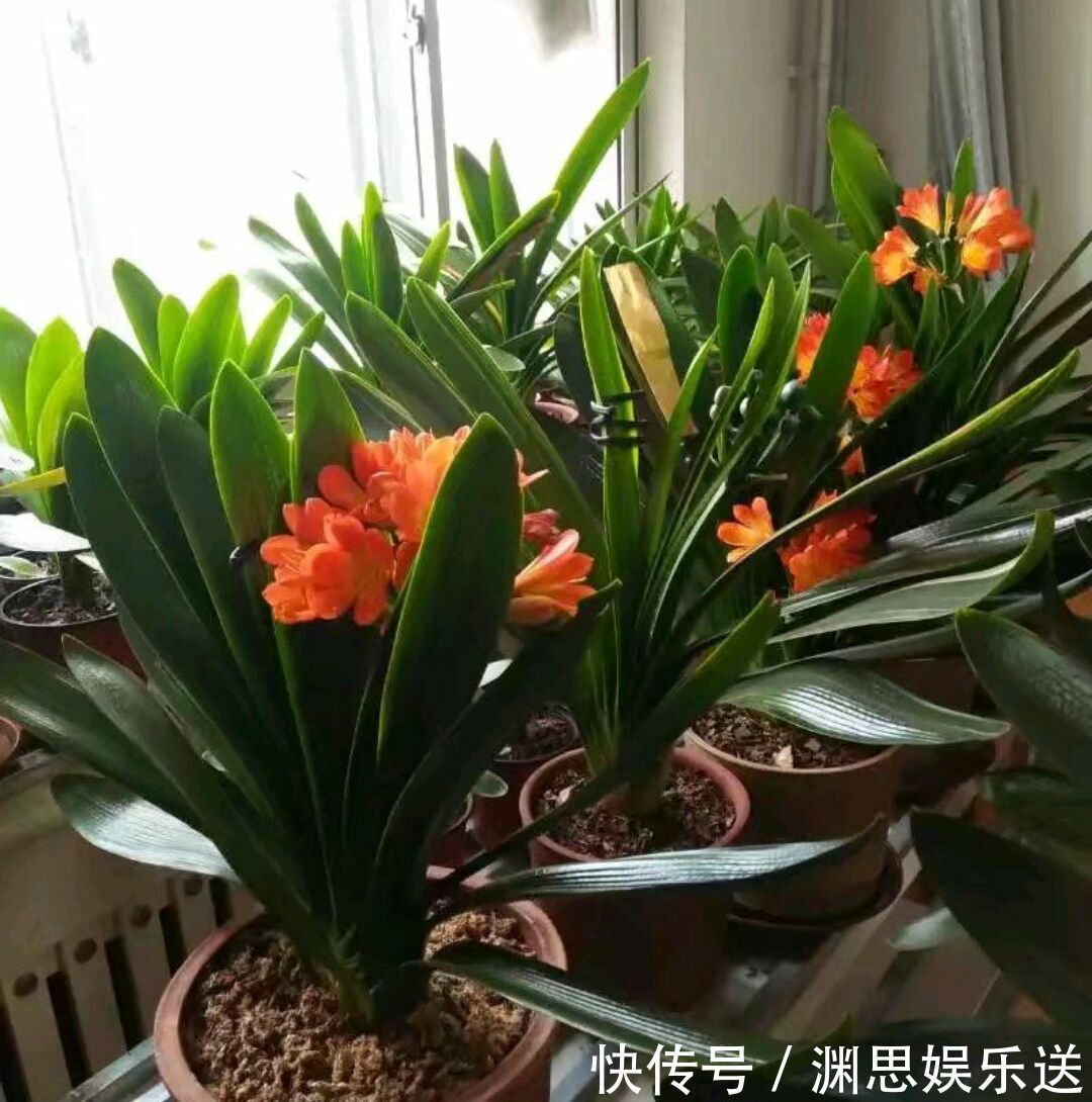 补充营养|君子兰长了两个叶心是坏事吗不是,给足营养开花成群兰,美爆了