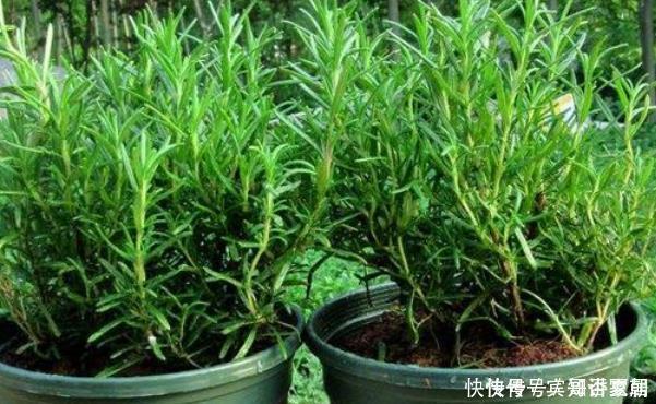 蚊子最害怕此3种花,房间里一定要放几盆,没想到蚊香钱都省了