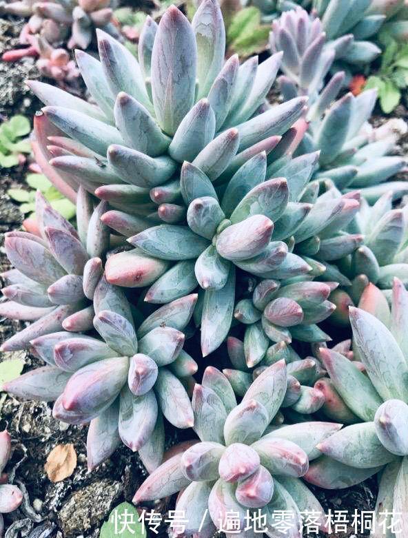 意境|10款意境深远的蓝色系多肉!养成老桩美呆了!越养越爱!