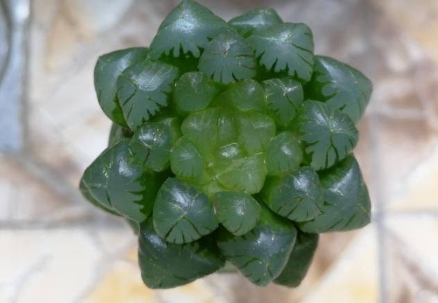 水里|多肉丢水里好度夏,叶子疯狂吸水,几天就变胖了