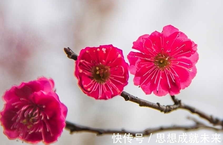 老一辈传下来的12月养花口诀,收藏了