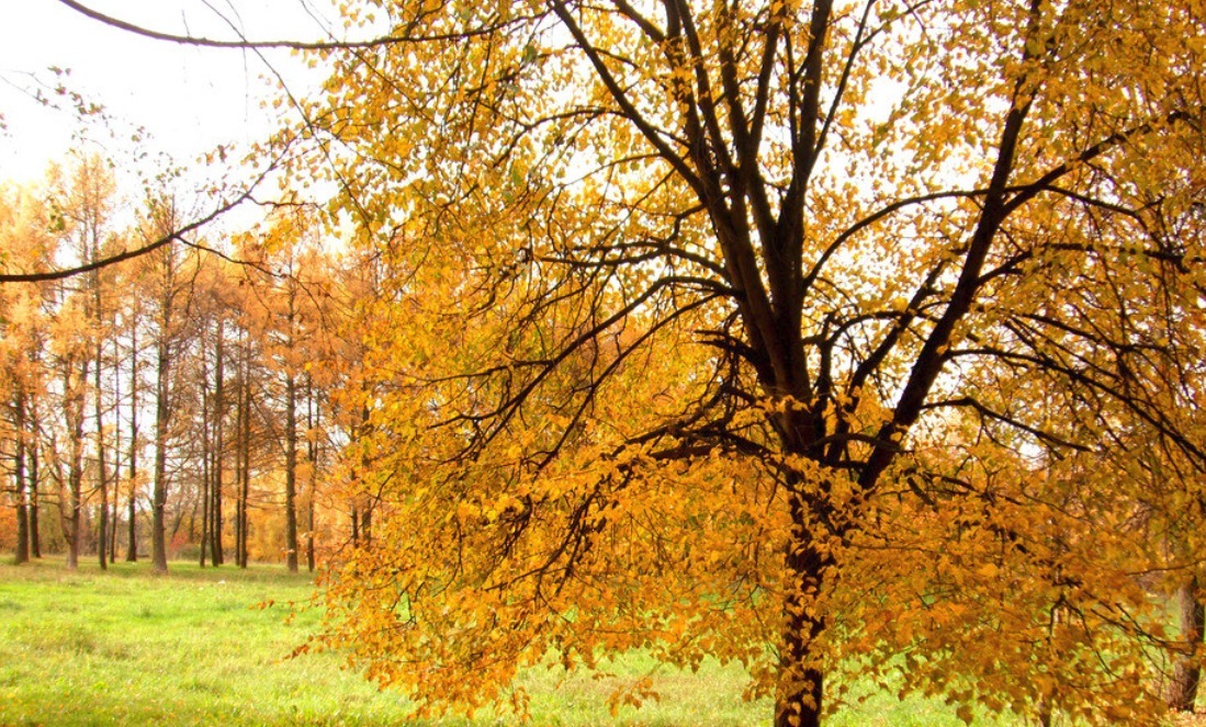 冬天|入秋三分虚!做好秋天养生三阶段,冬天能够少挨病痛