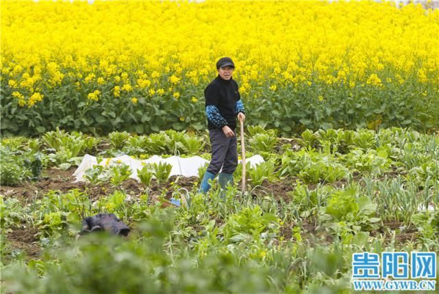 美如画！贵安新区油菜花开遍地金