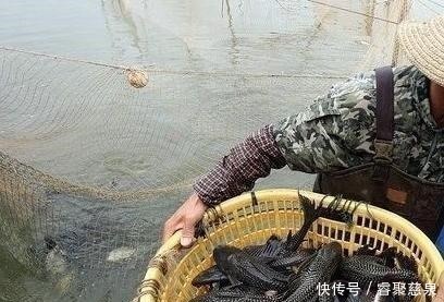  他野钓钓到六斤鲫鱼王，一看竟是“太监鲫鱼”这究竟是谁的功劳