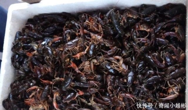 懂行|它被错认为是小龙虾,却无人愿意买,最终被懂行的大叔全包了!