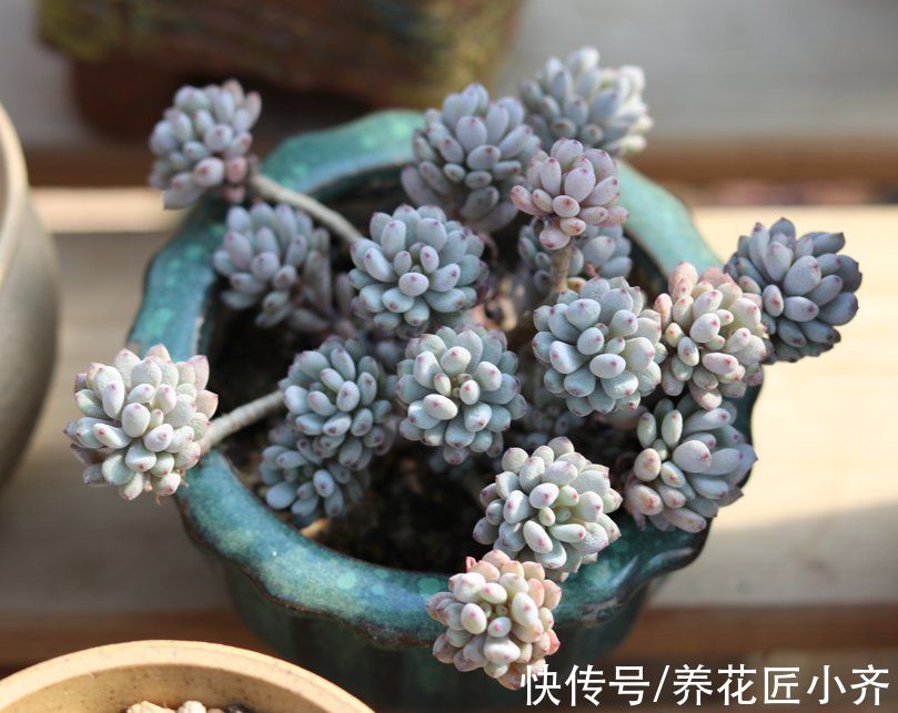 8种花不能多浇水，“少水少肥”伺候它，反而长势旺盛开花多