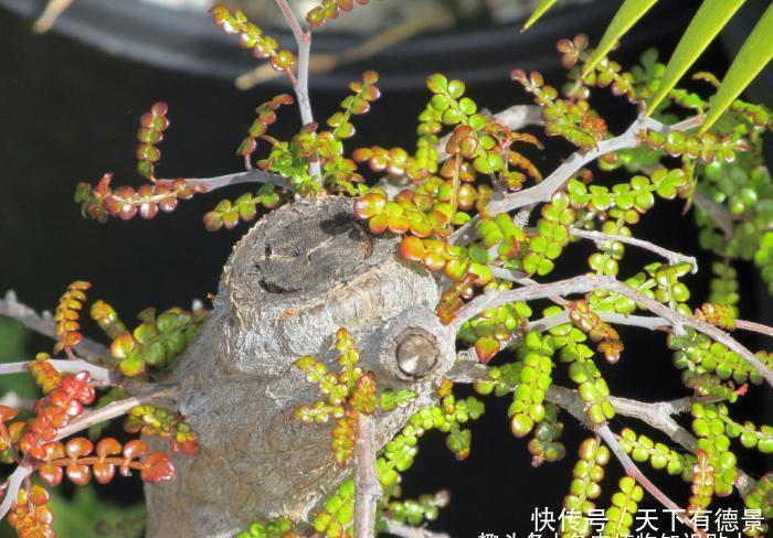 比绿萝还好养，天生的盆景材料，块根植物大象树