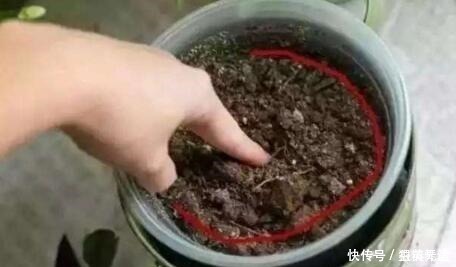 爆盆|什么柳树皮,阿司匹林都不如“1勺它”,厨房取一勺,养啥旺啥!