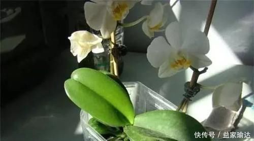 养护|去一趟花市,没花1分钱,捡来一堆花,养30天长成旺盛盆栽