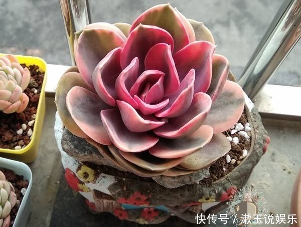 造型|喜欢养护菊花，不如养护一盆多肉紫珍珠，造型独特颜色靓丽