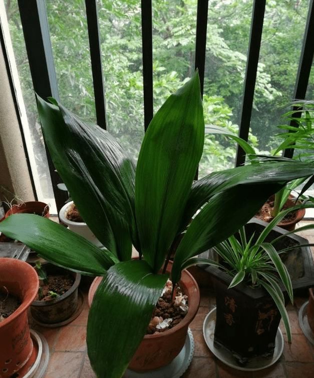 价值|5种罕见植物,只长一片叶子一根茎,价值却很珍贵早看早知道