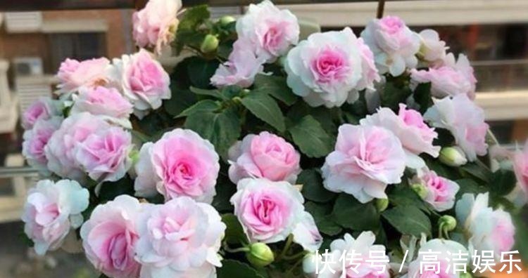 4种花一养就上瘾,沾土就活,花期长达200天,阳台养出小花园