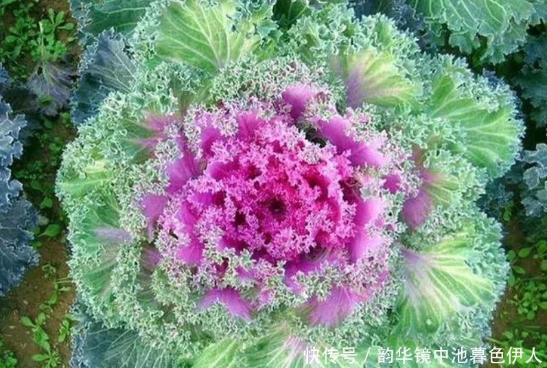 红叶菠菜|“4种菜”种阳台,比花还漂亮,观赏价值高,收获一茬茬,太值!