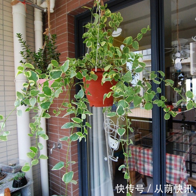 二氧化氮|6种花，能养人，高档大气有品味，越养越有“好身体”