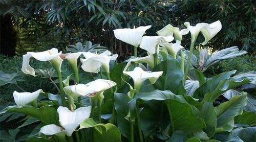 4种有毒花,碰了麻烦大,再喜欢也别养,扔都不来及