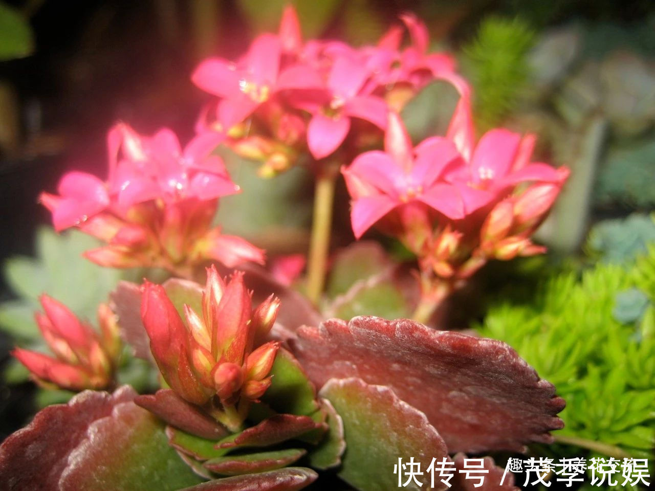 盆栽|室内盆栽长寿花开花指南,光照比肥料还重要,想要复花要学会修剪