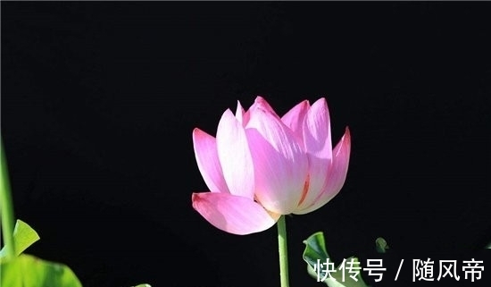 郁金香|十大不能家养的植物 最香的花可以导致神经衰弱