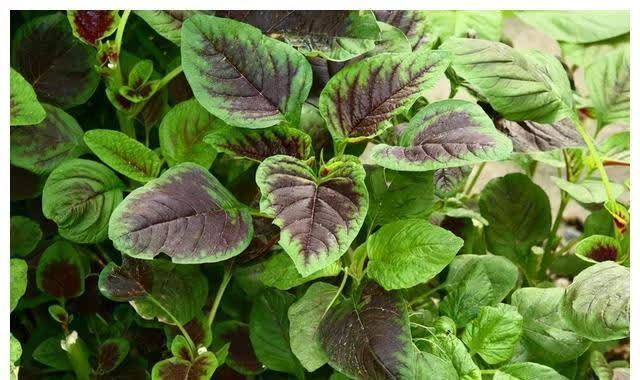 全脂牛奶粉|补钙别总喝牛奶了,这5类全都是“补钙高手”,不知道真是太亏了