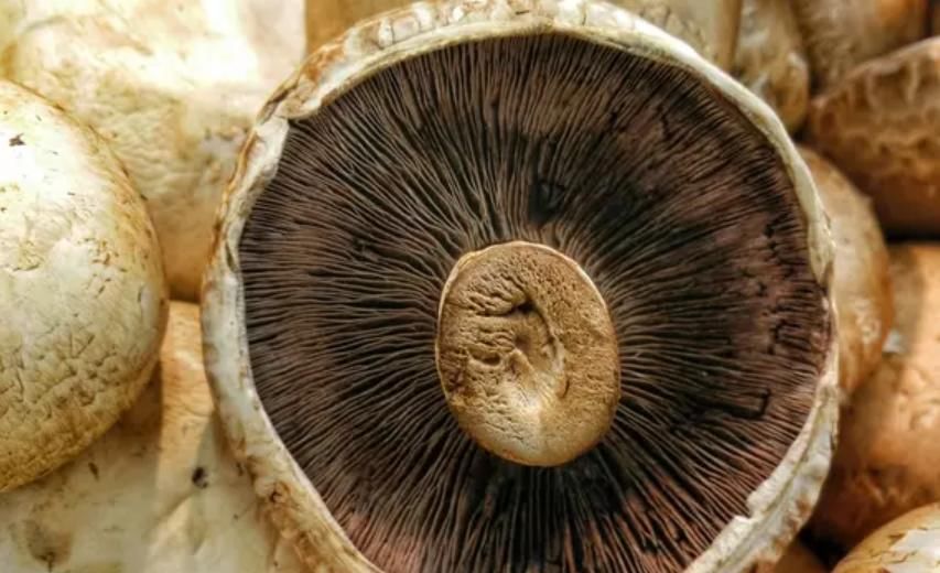 中薪|蘑菇是米饭的黄金好搭档，可以实现蛋白质互补，营养更均衡！