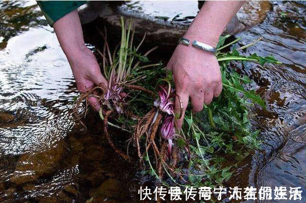 中医|蒲公英泡水喝,是用叶子还是用根茎中医给出回答,受教了