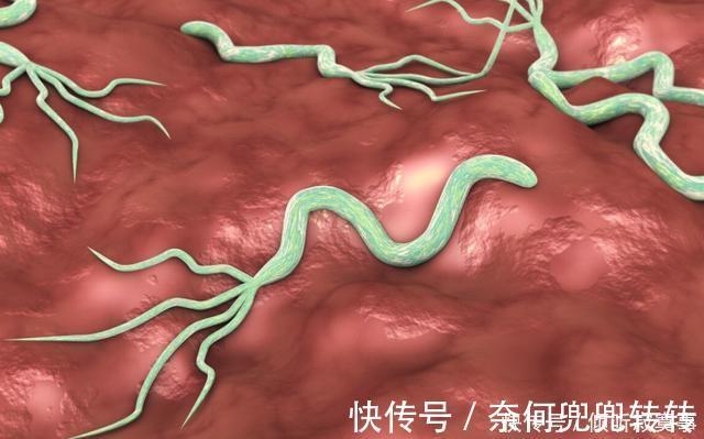 养胃|2种人最易感染幽门螺杆菌，专家建议日常多喝1水，少做3事