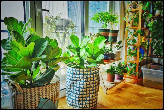 松针|养花高手从不施肥,只用“3样废渣”,盆里放点1年不施肥养啥旺啥