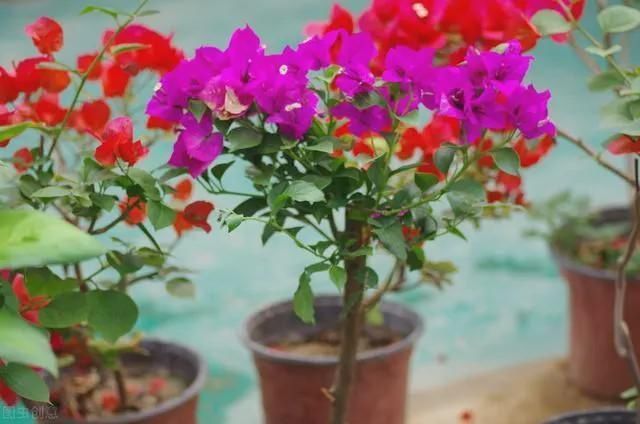 夏至后赶紧扦插5种花，越热生根越快，错过就要等明年