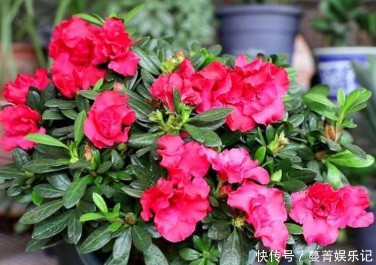 叶子|超好养的“4种花”,人人都喜欢,花朵烂漫迷人,美爆了