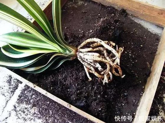 家家都养君子兰,都养得好吗最全的君子兰养护技巧分享给大家