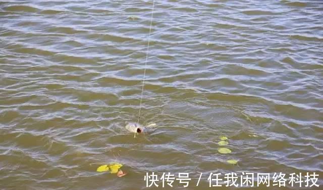 高温|“伏天到,鱼难钓”,入伏后,就该这样钓鱼!