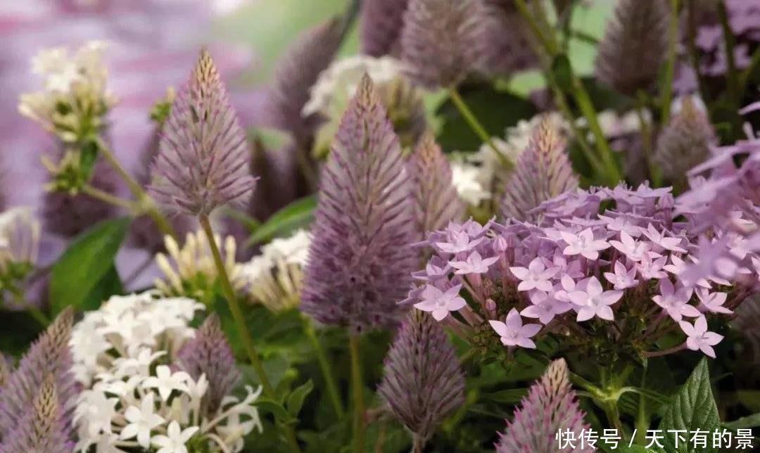 网红|色鲜艳丽的网红盆栽应该如何养护?