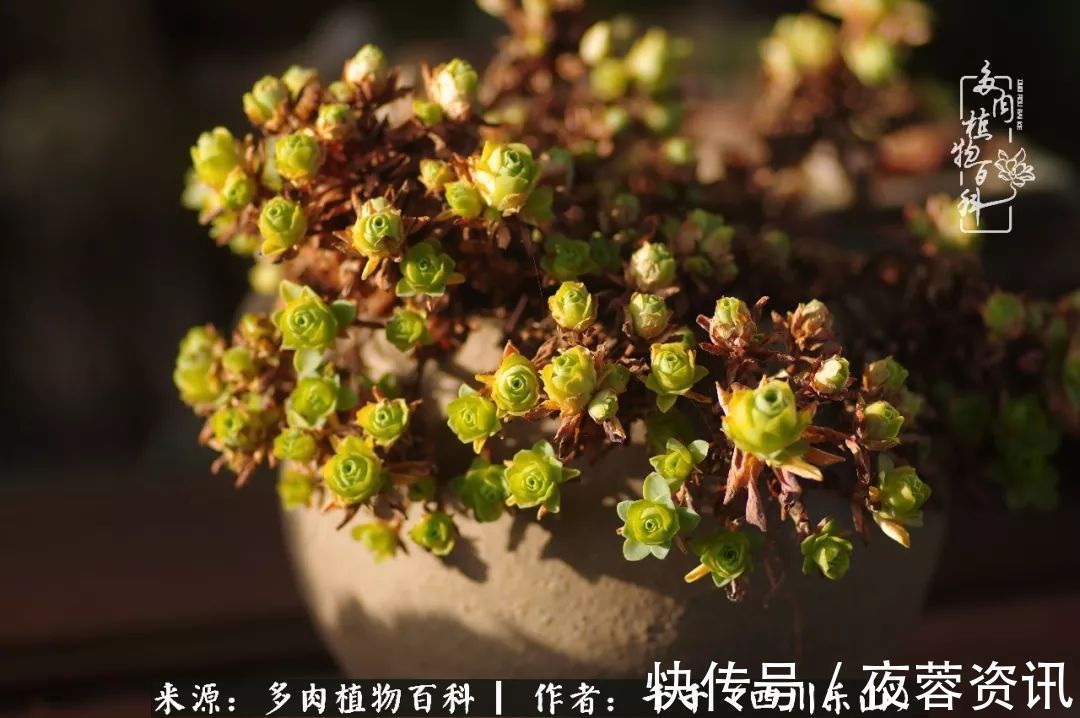 夏天|夏天日晒雨淋,秋老虎来势汹汹,你的多肉准备好逆袭了吗