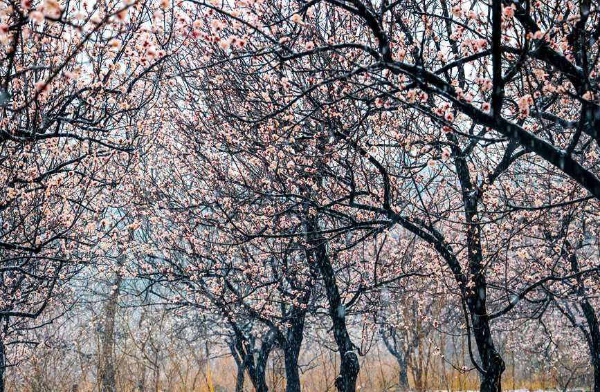 河南：花在雪中摇曳 雪在花上起舞