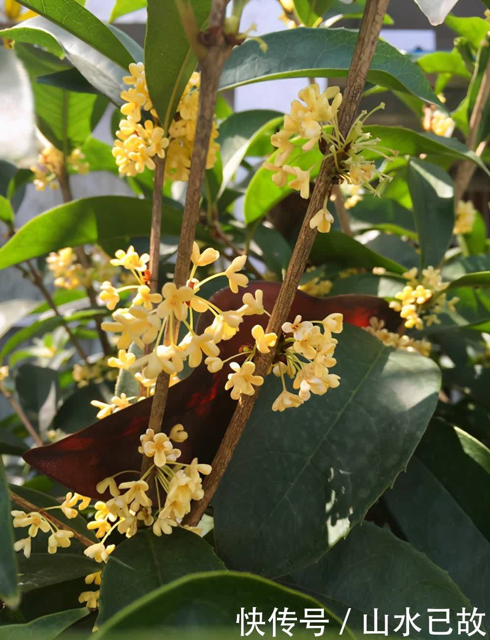 香水|植物界的“移动香薰机”,味道太美妙了,值得拥有