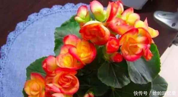 5种本木花卉,随便在家养一盆,瞬间提升档次